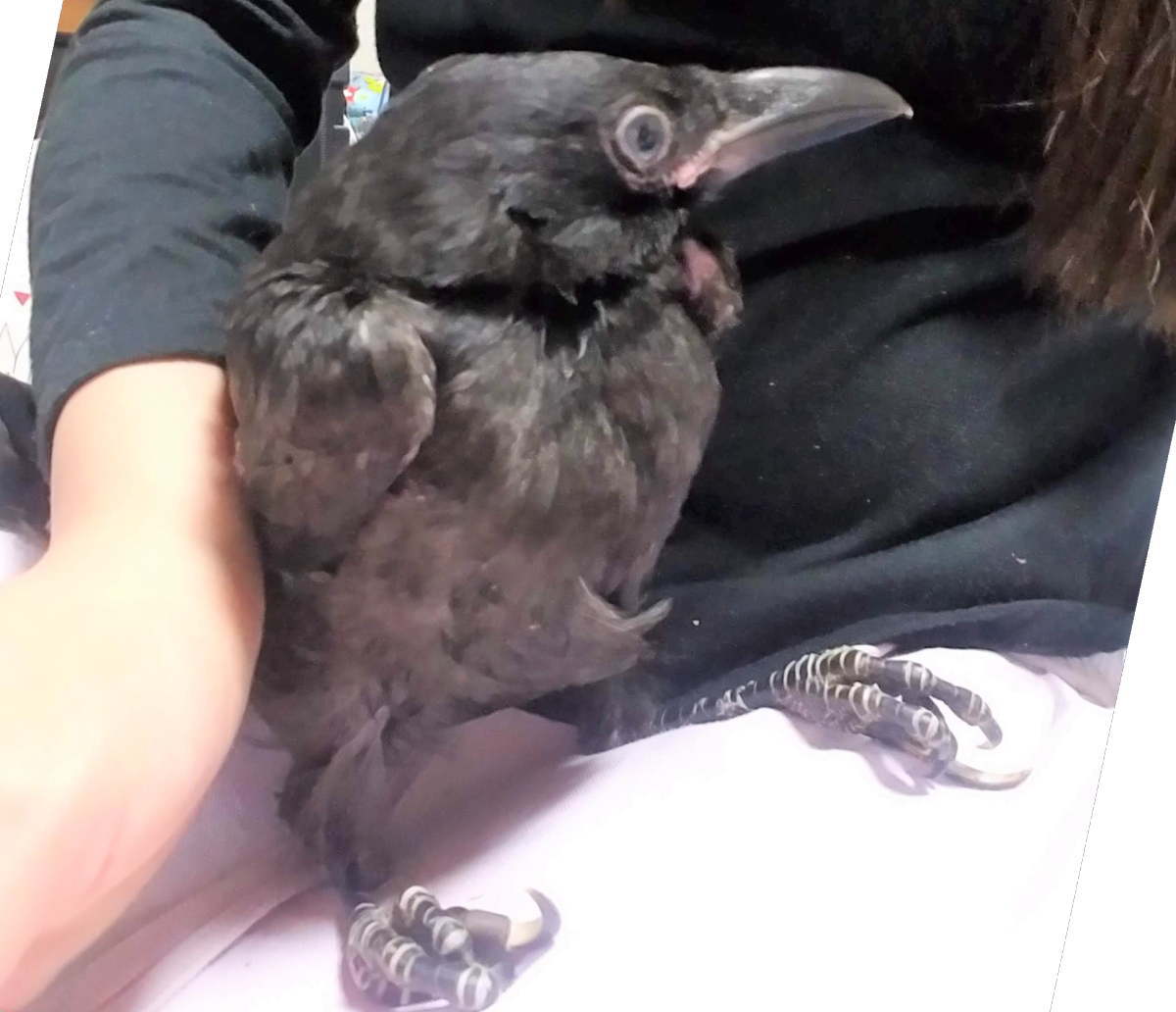 ハシボソガラス