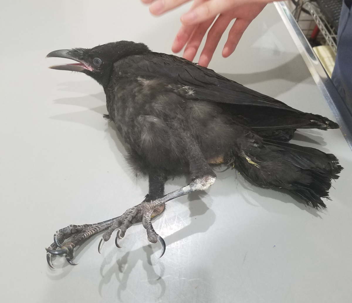 ハシボソガラス