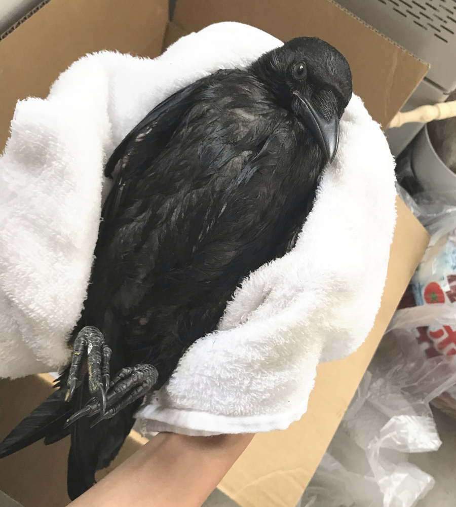 ハシボソガラス