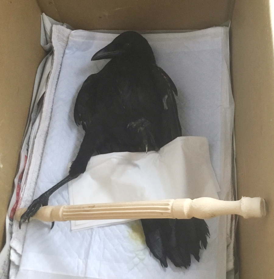 ハシボソガラス