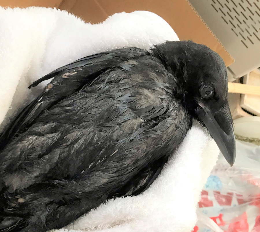 ハシボソガラス