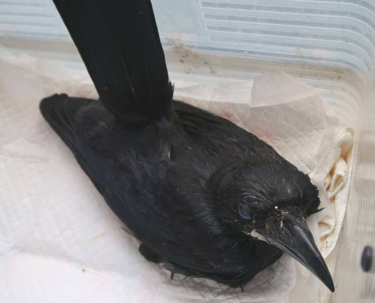 ハシボソガラス