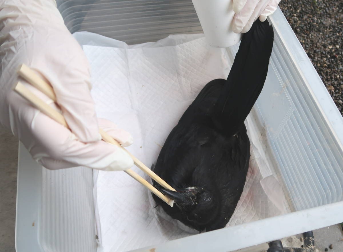 ハシボソガラス