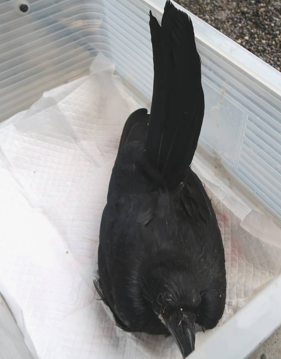 ハシボソガラス