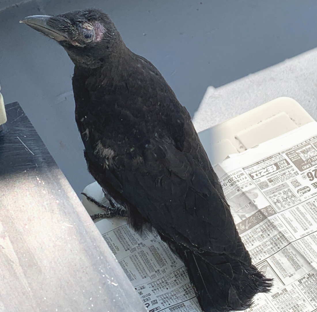 ハシボソガラス