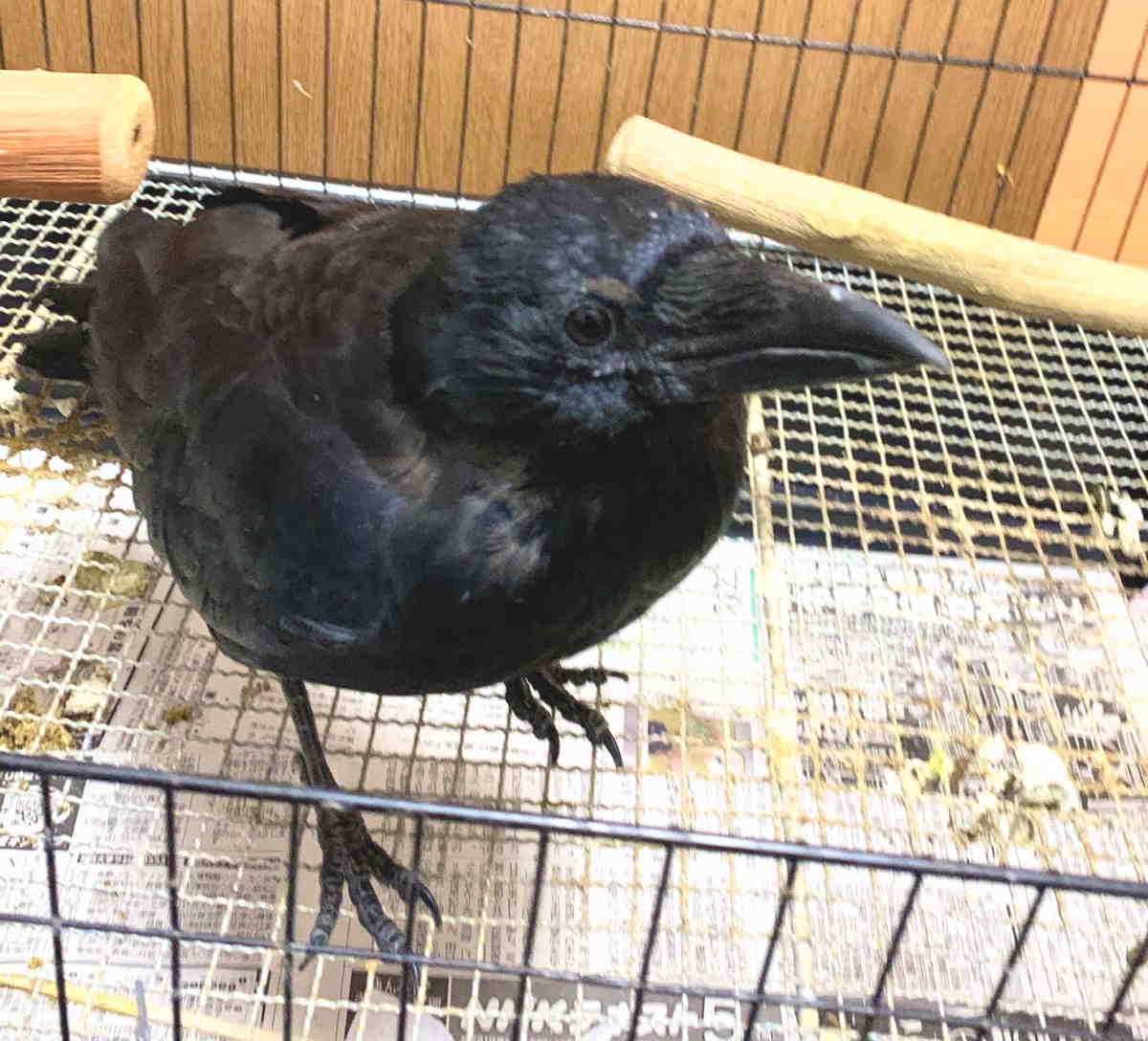 ハシボソガラス