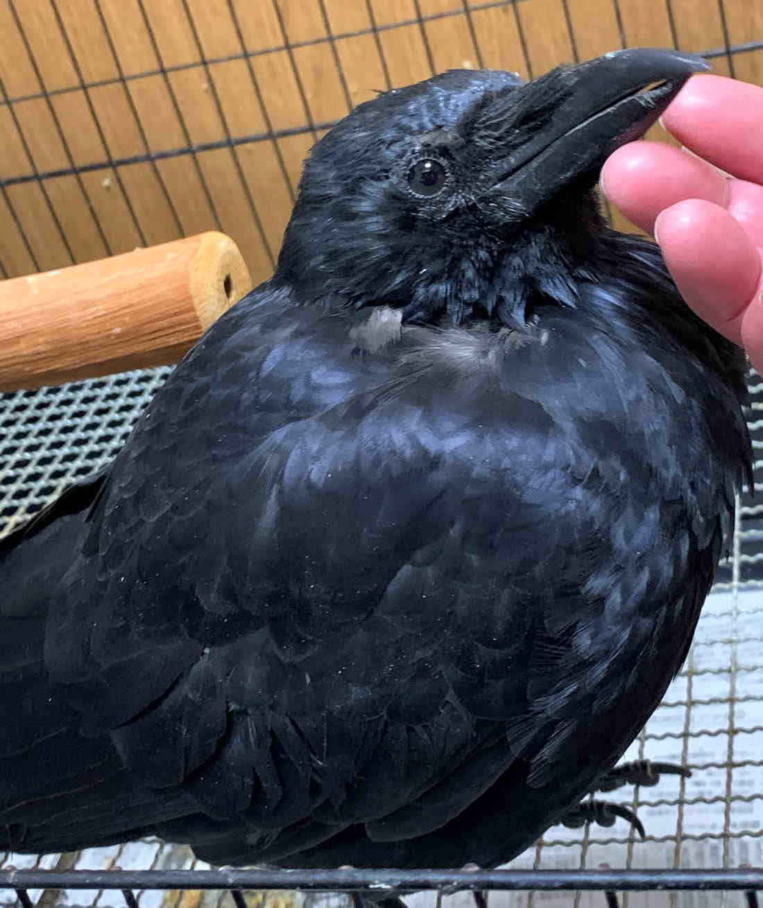 ハシボソガラス