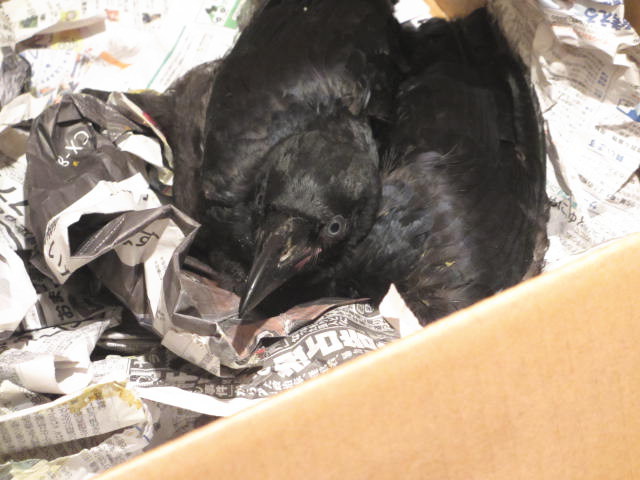 ハシボソガラス