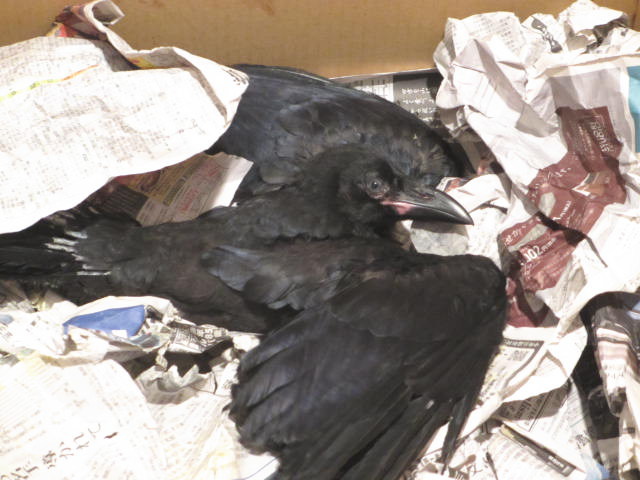 ハシボソガラス