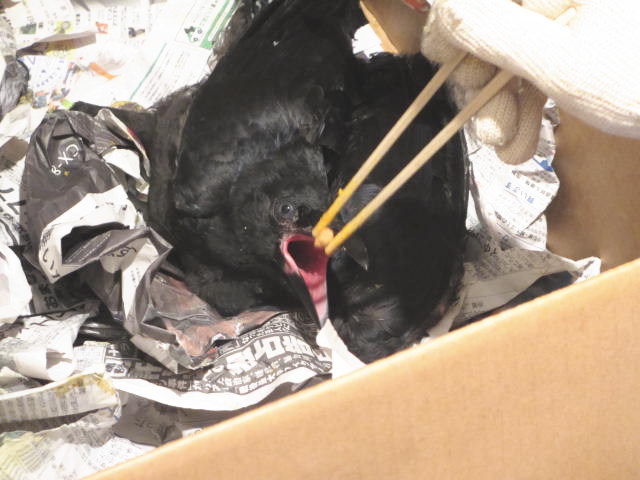 ハシボソガラス