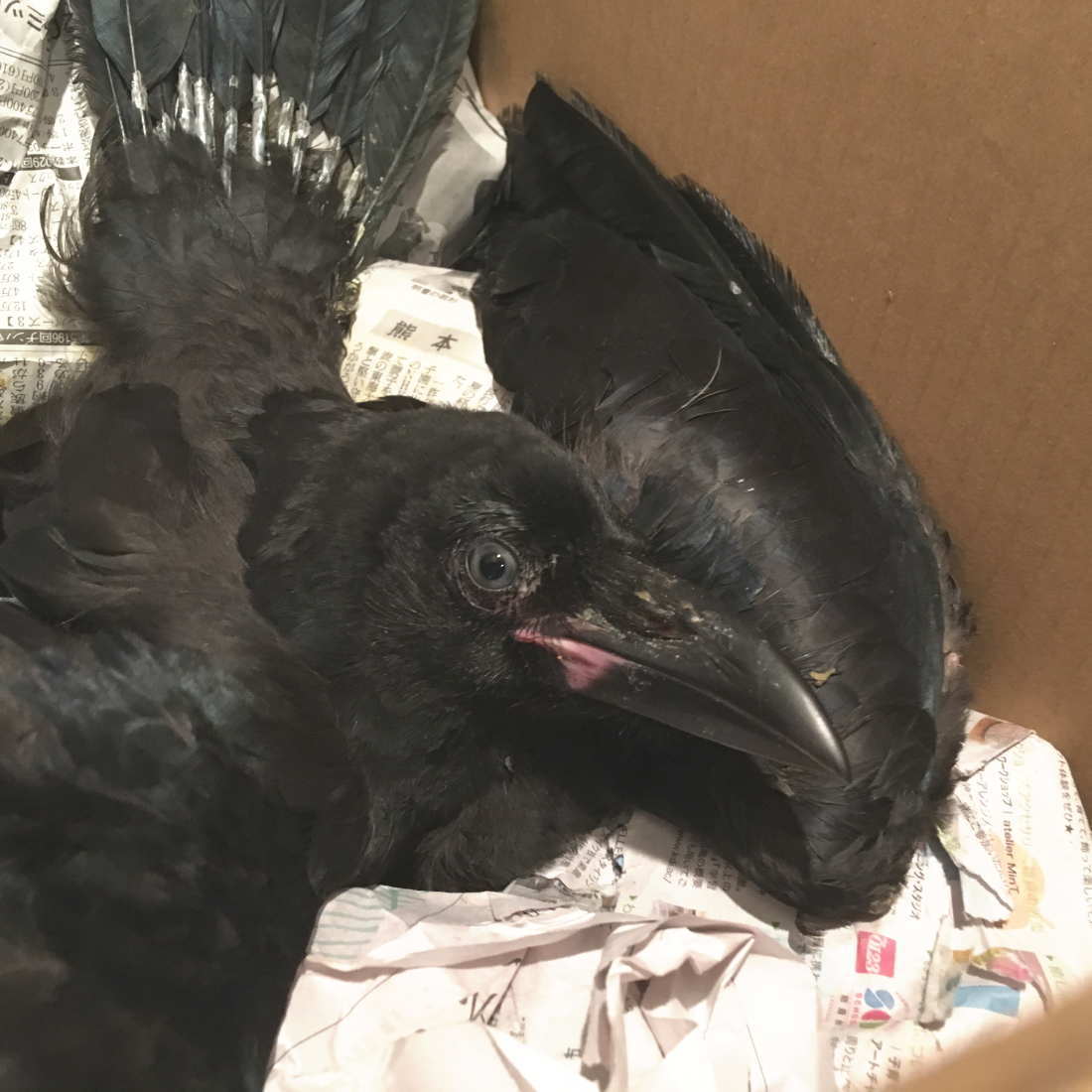 ハシボソガラス