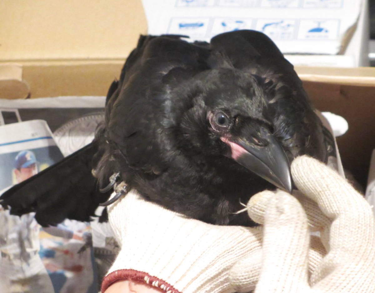 ハシボソガラス