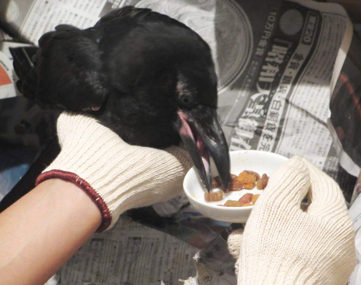 ハシボソガラス