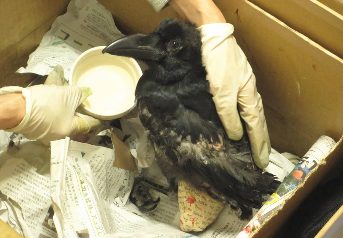 ハシボソガラス