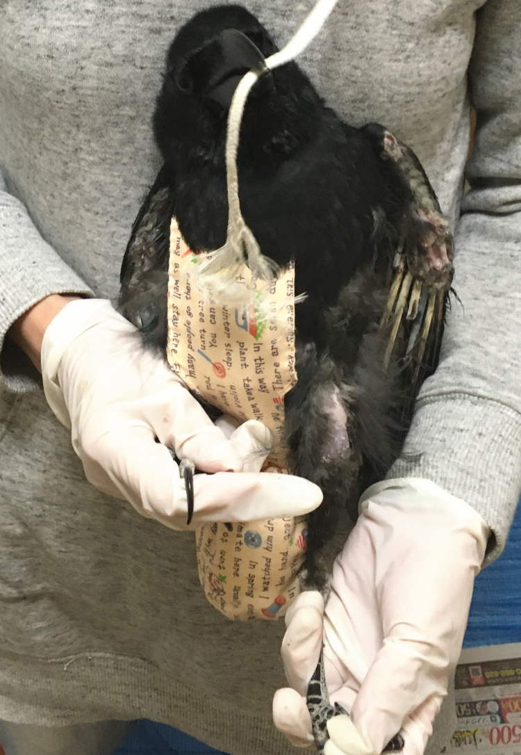 ハシボソガラス