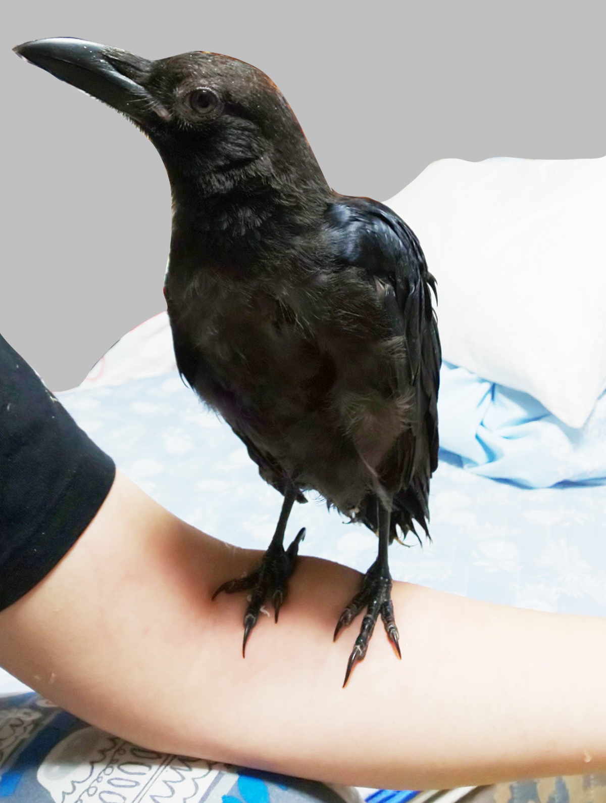 ハシボソガラス