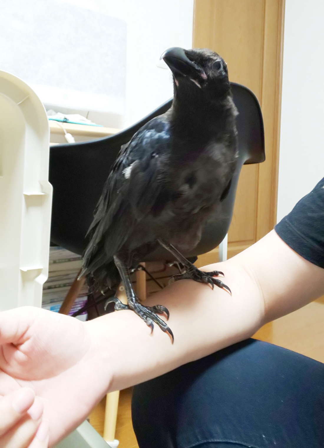 ハシボソガラス