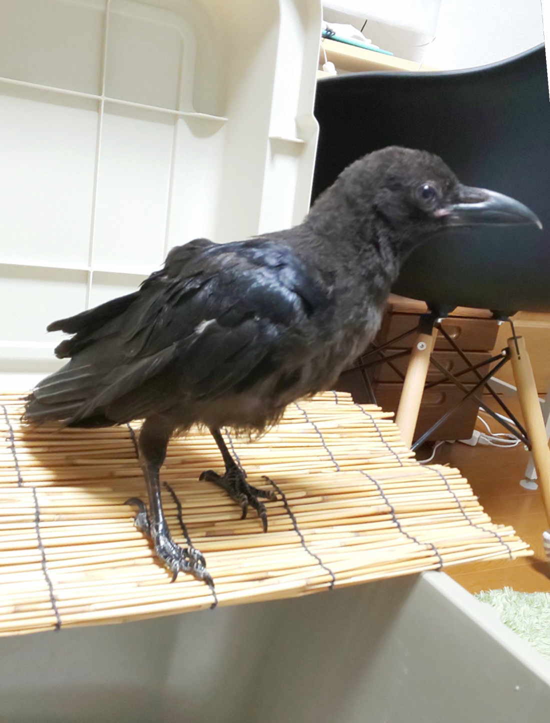 ハシボソガラス