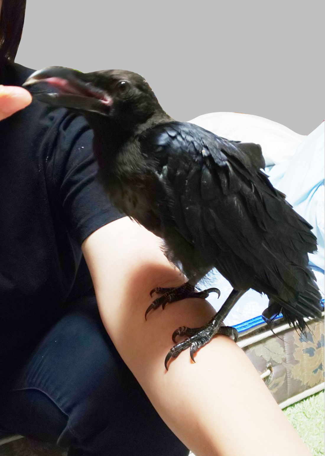 ハシボソガラス