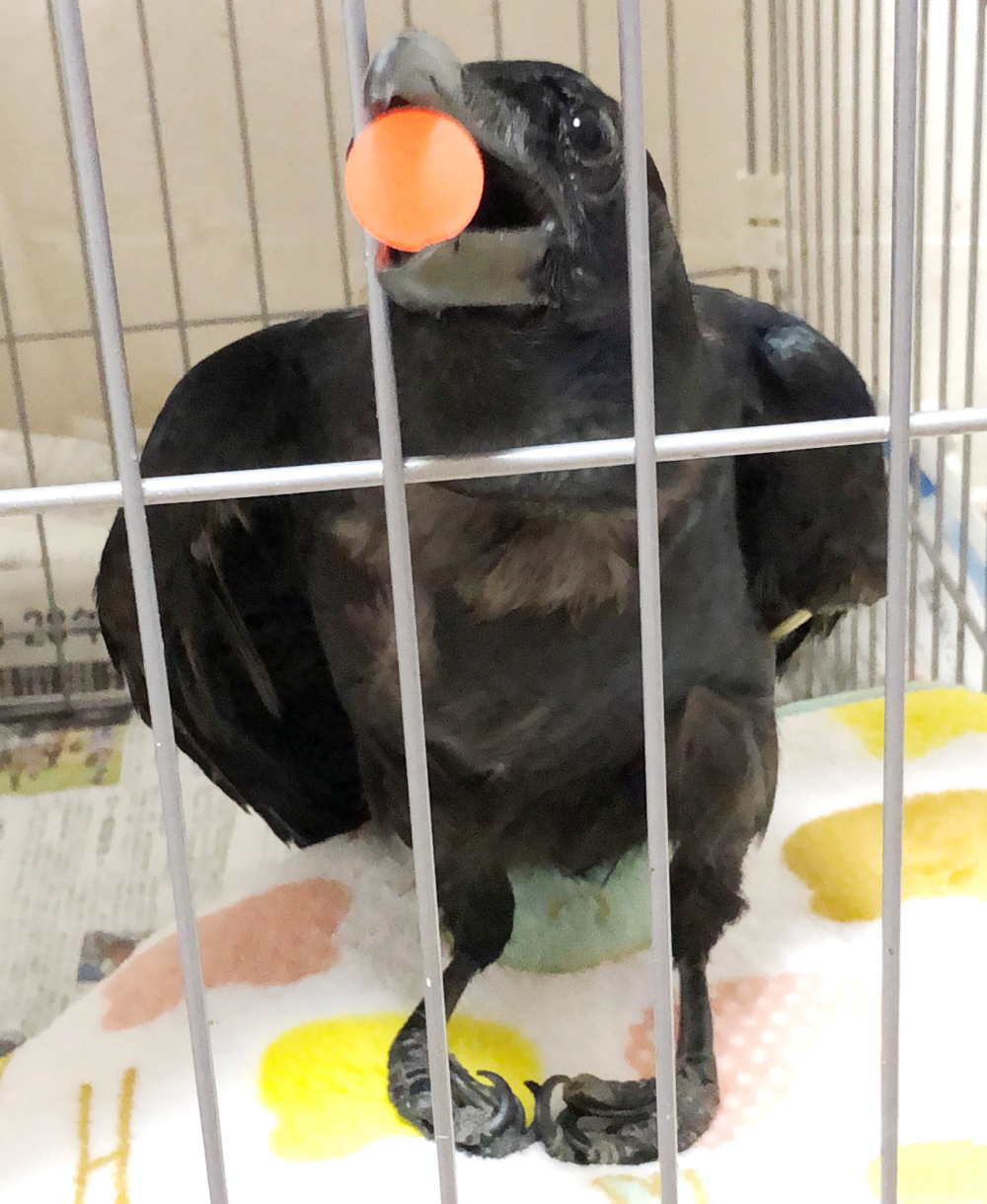 ハシボソガラス