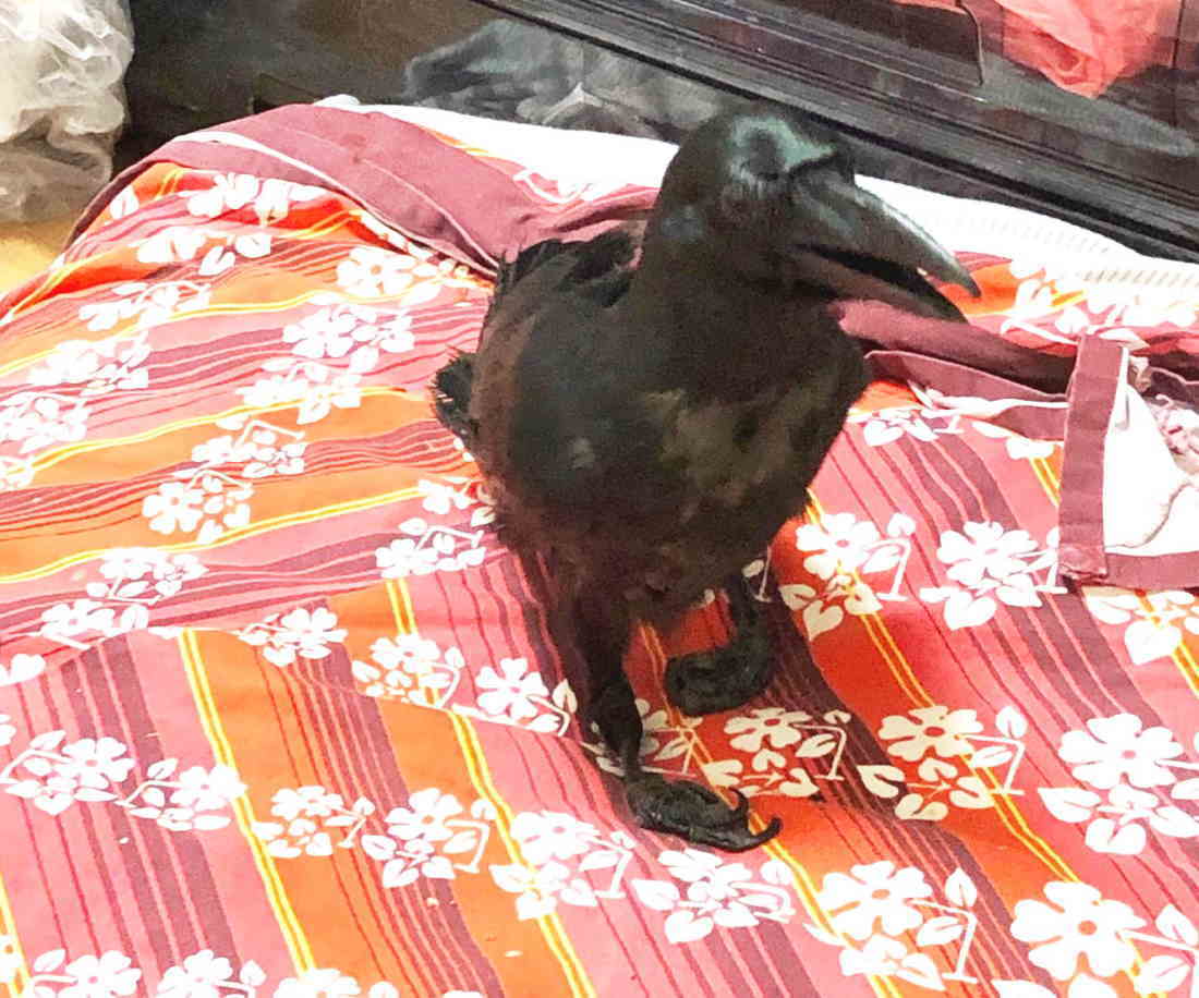 ハシボソガラス