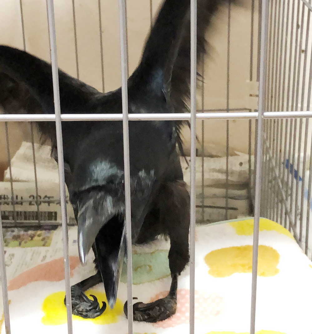 ハシボソガラス