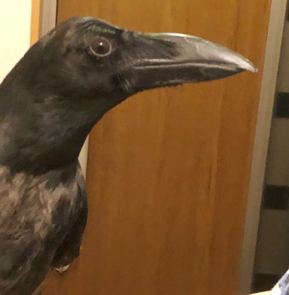 ハシボソガラス