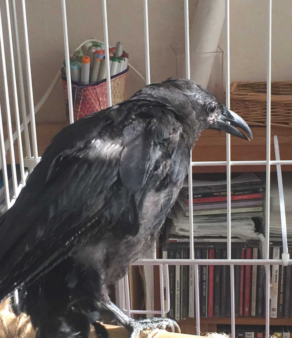 ハシボソガラス