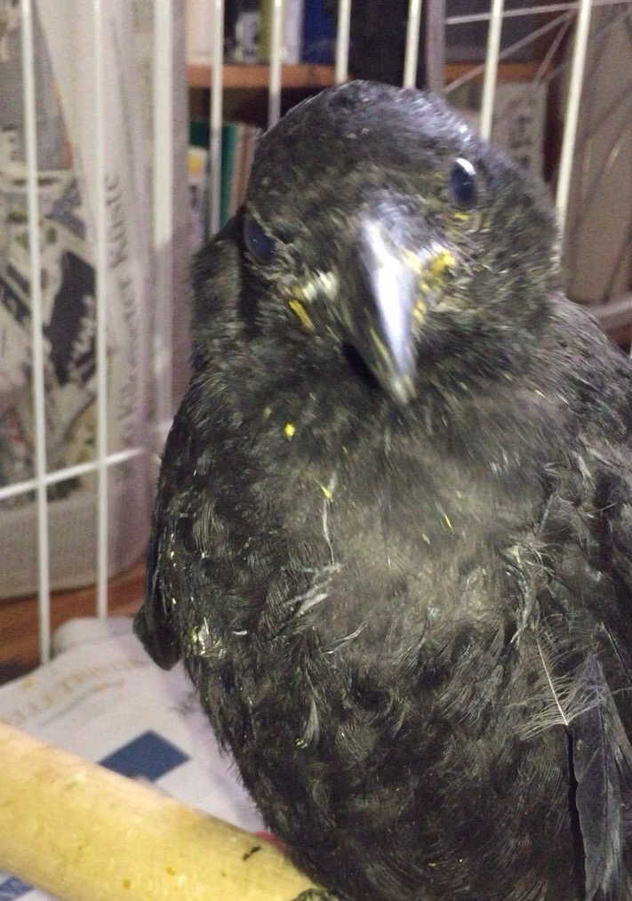 ハシボソガラス