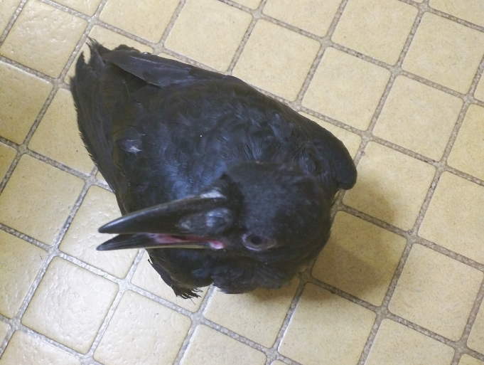 ハシボソガラス