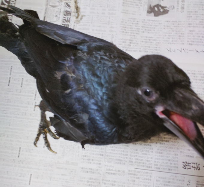 ハシボソガラス