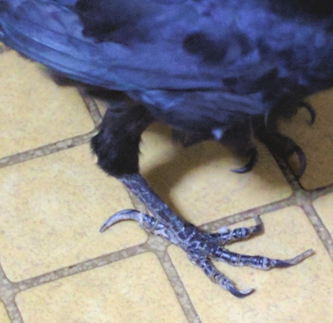 ハシボソガラス