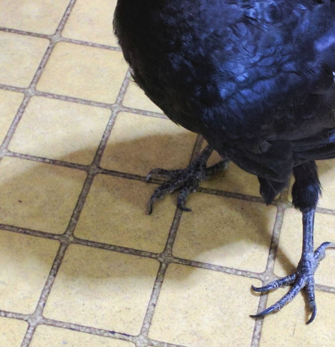 ハシボソガラス