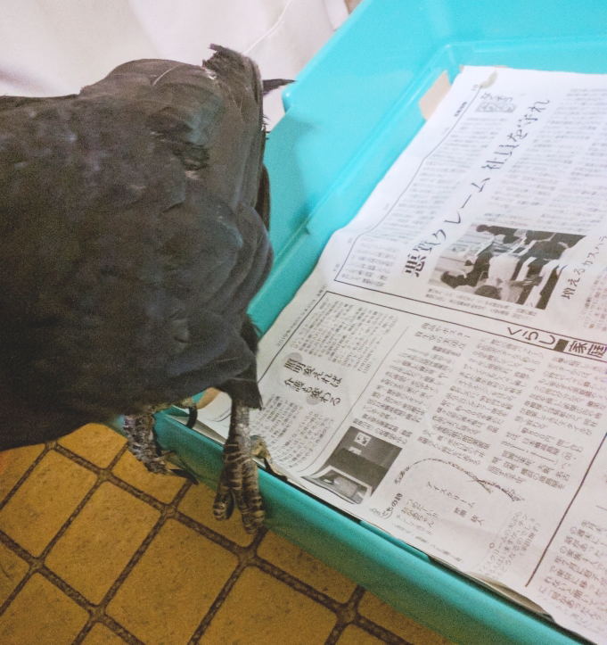 ハシボソガラス