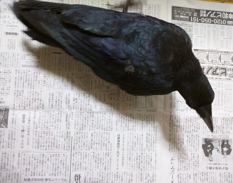 ハシボソガラス