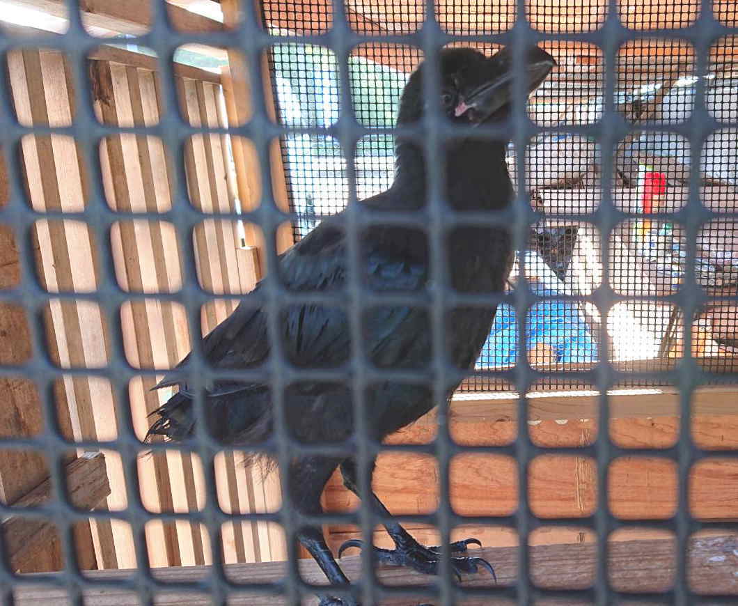 ハシボソガラス