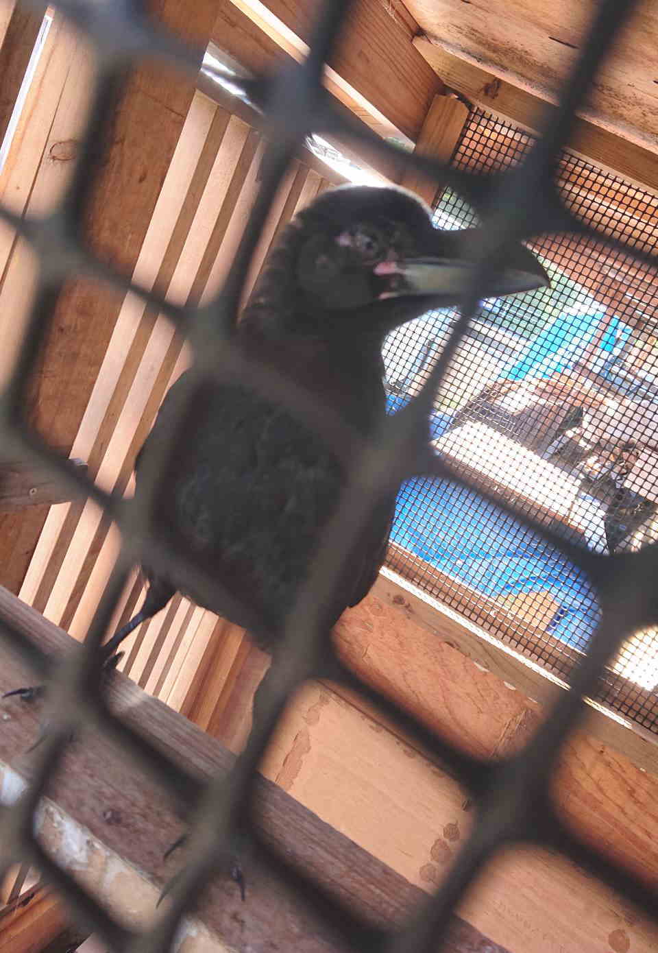 ハシボソガラス