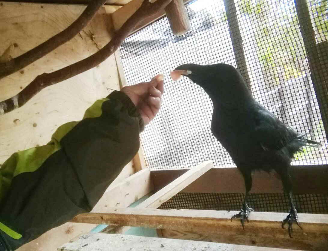 ハシボソガラス