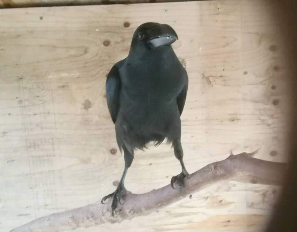 ハシボソガラス