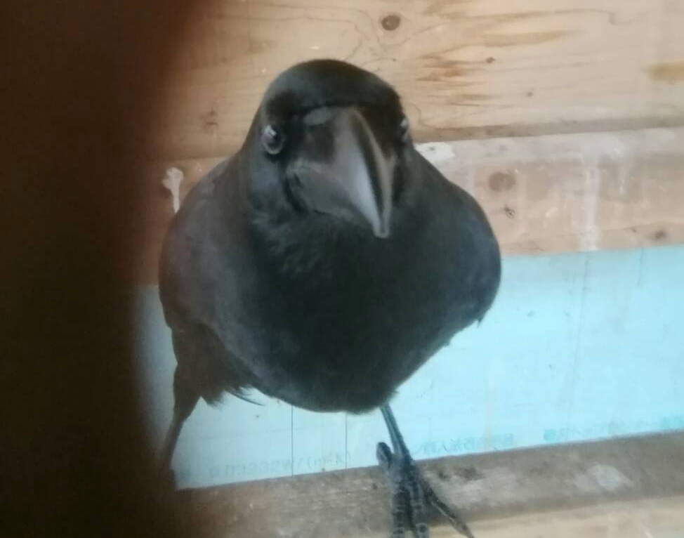 ハシボソガラス