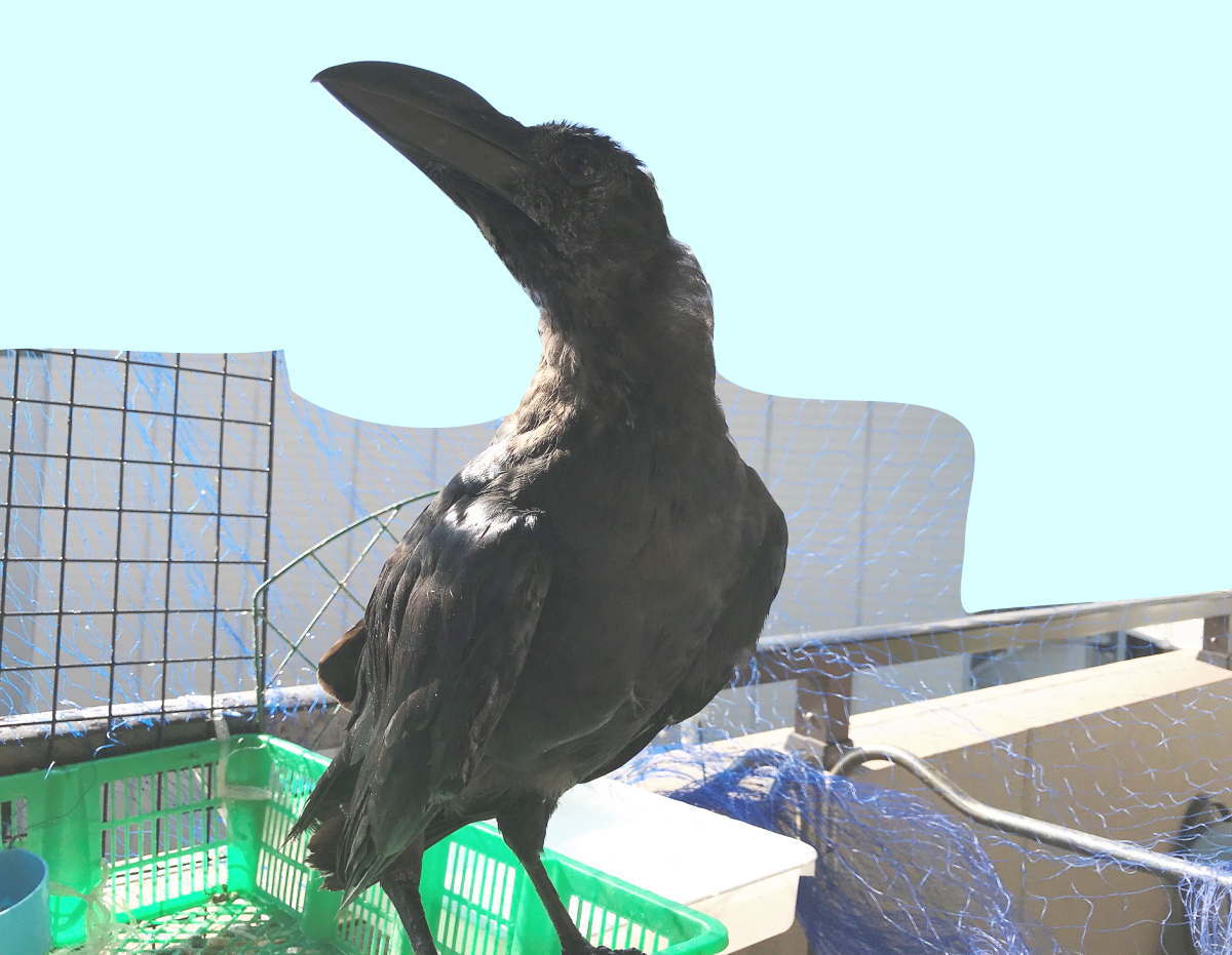 ハシボソガラス