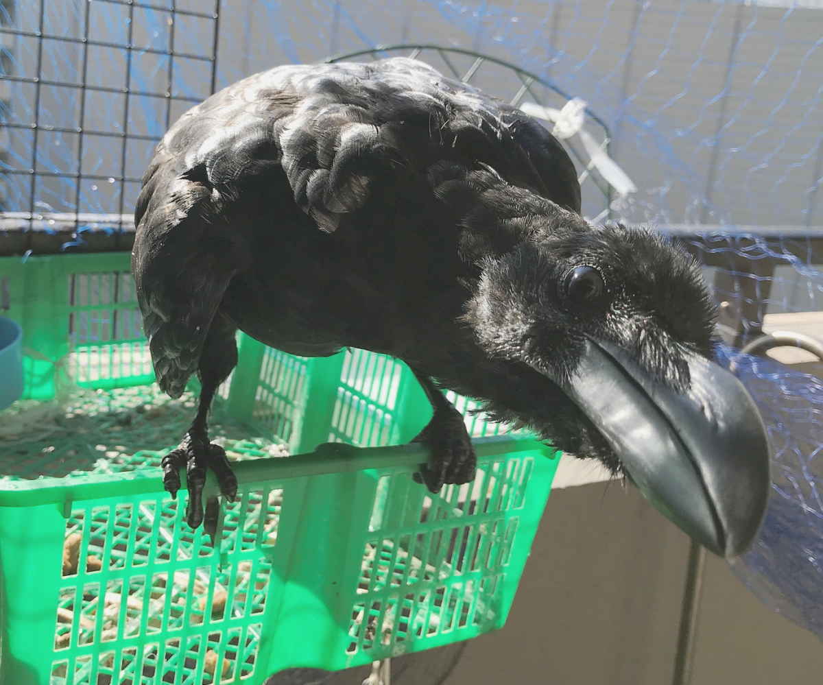 ハシボソガラス