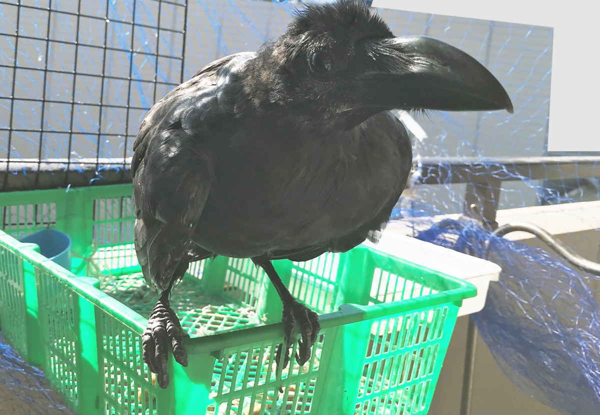 ハシボソガラス