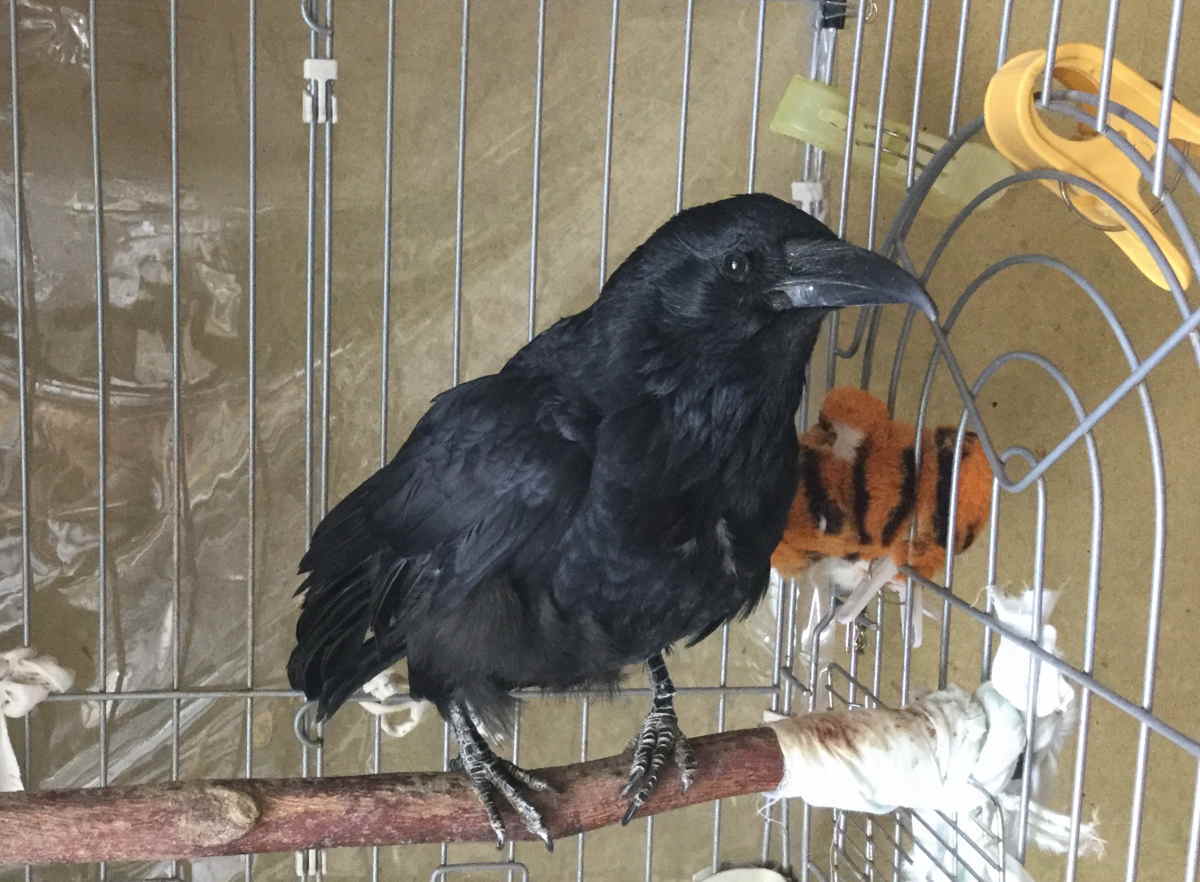 ハシボソガラス