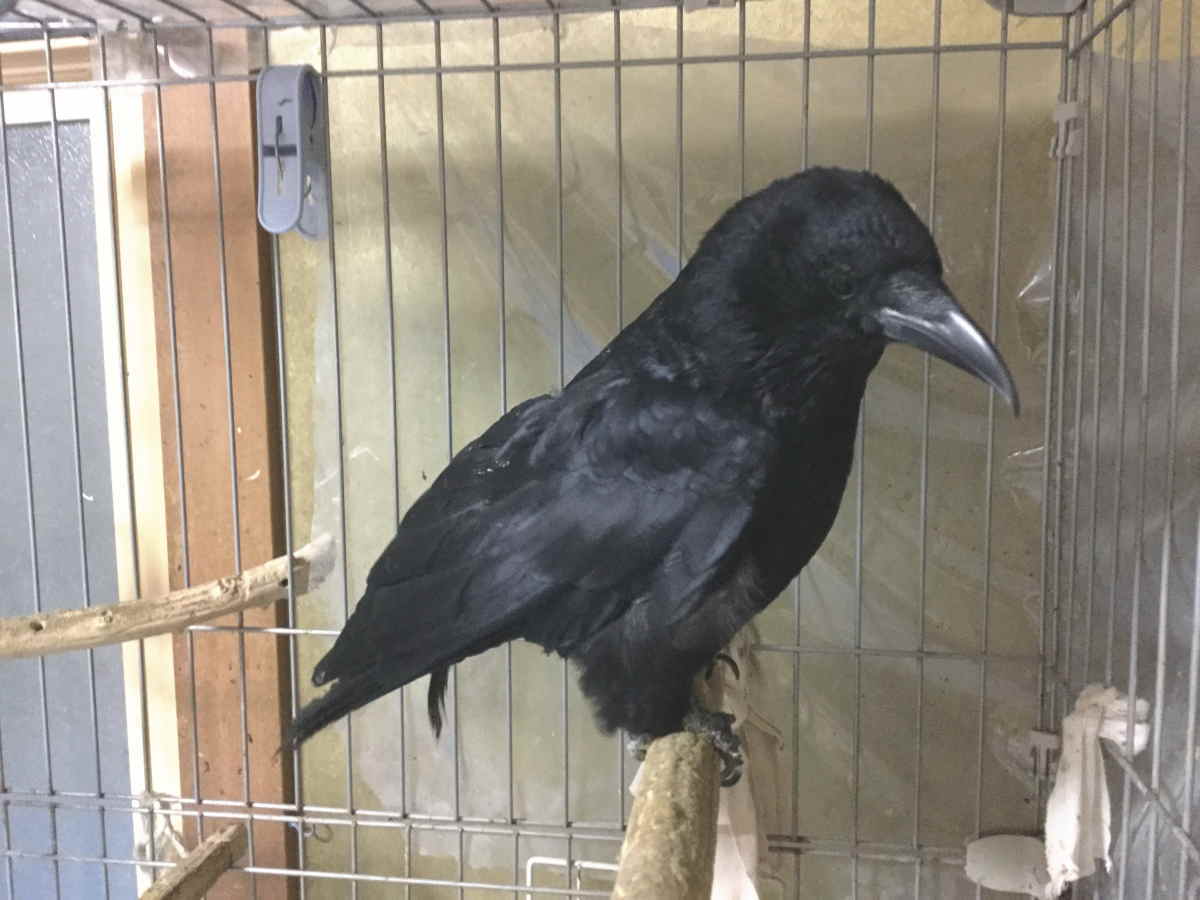 ハシボソガラス