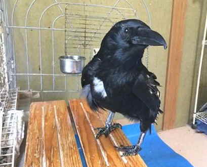 ハシボソガラス