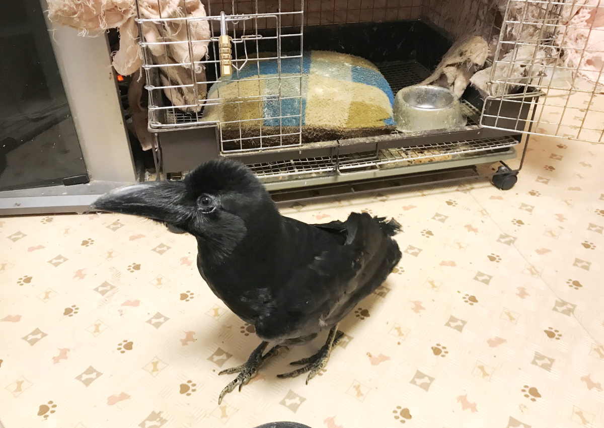 ハシボソガラス