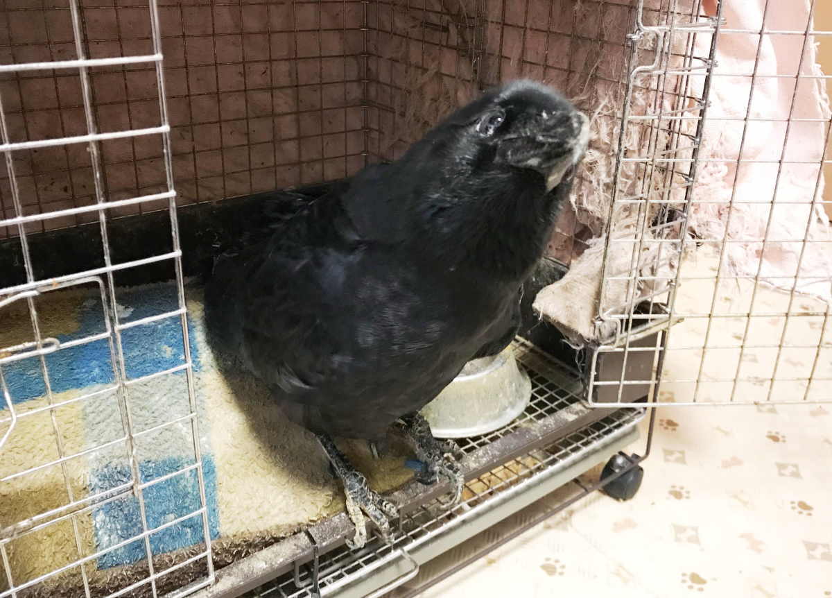 ハシボソガラス