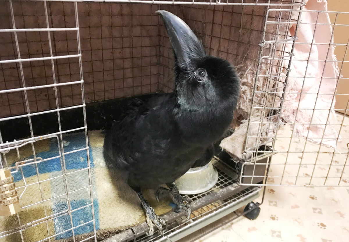 ハシボソガラス