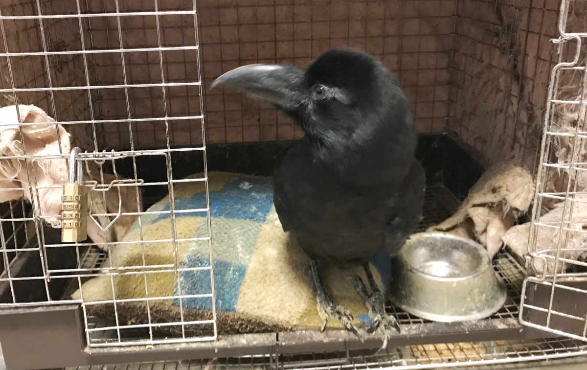 ハシボソガラス